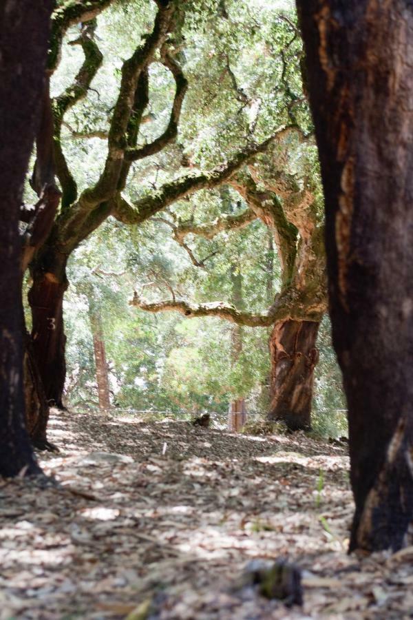 Quinta Algarve Das Relvinhas Monchique Exteriör bild